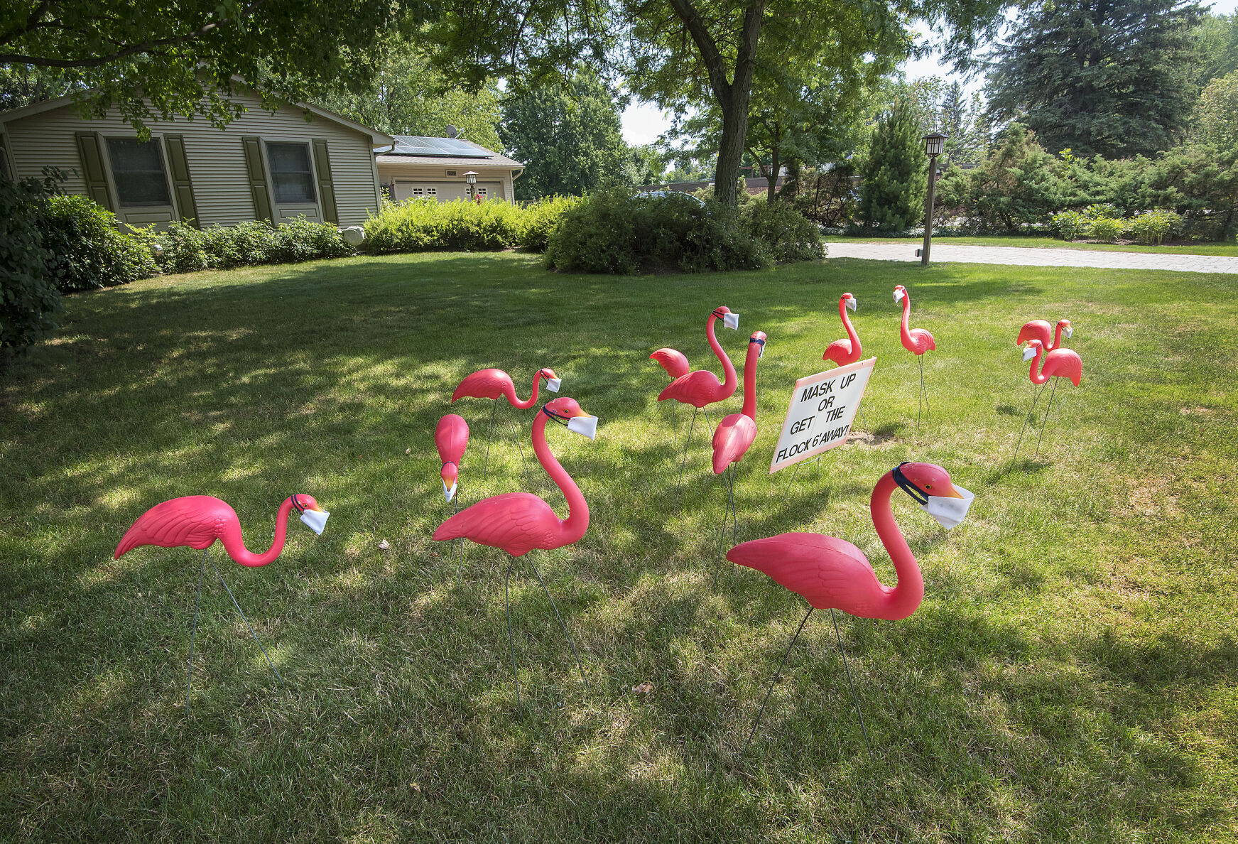 200810 Masked Flamingos 1.jpg